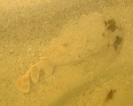 sting ray2_1.jpg